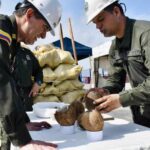 Incautan en Colombia cargamento de cocaína diluida en cocos procedente de República Dominicana